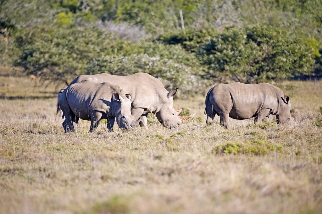 Hlosi Game Lodge - Amakhala Game Reserve Buyskloof Екстериор снимка