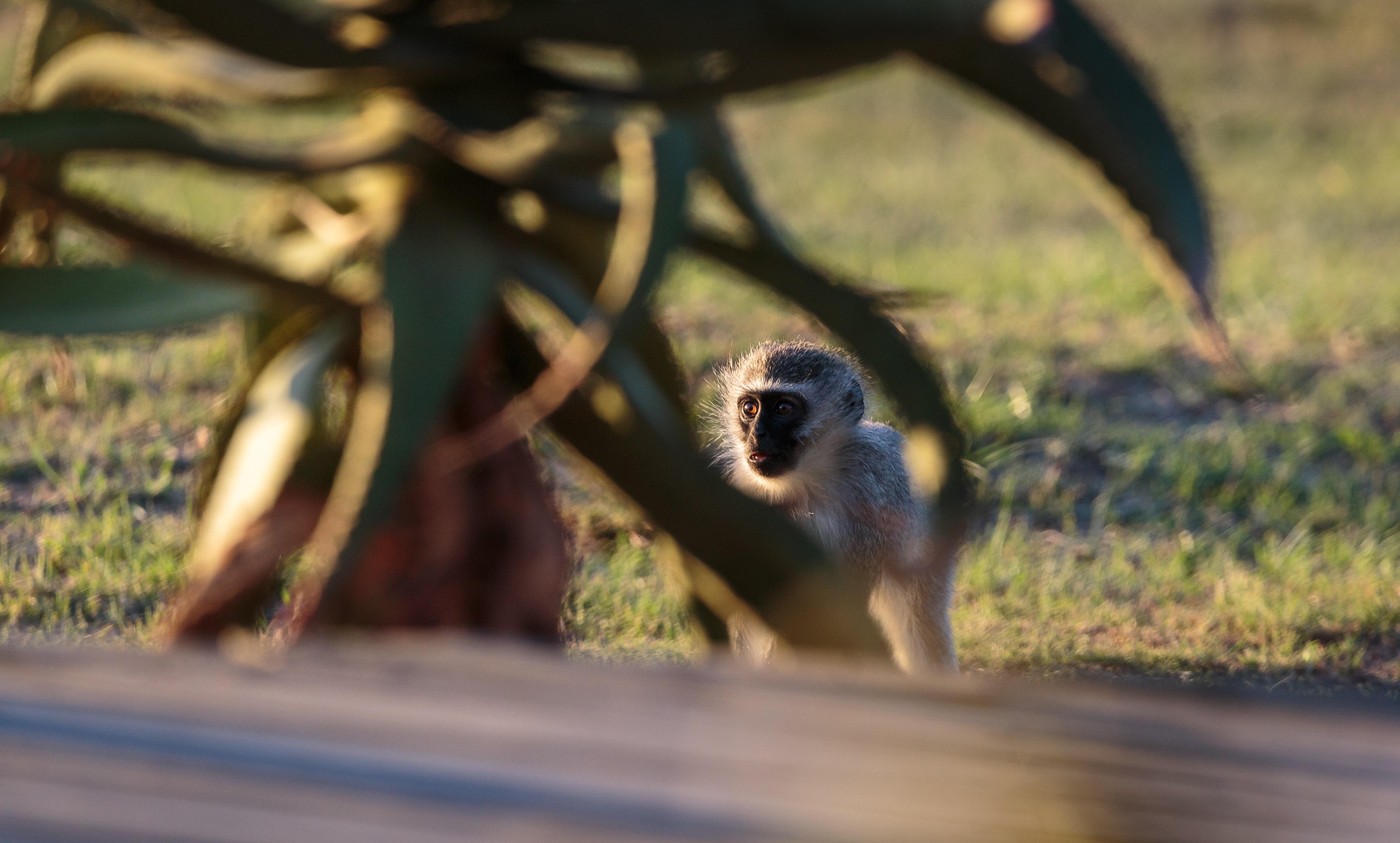 Hlosi Game Lodge - Amakhala Game Reserve Buyskloof Екстериор снимка