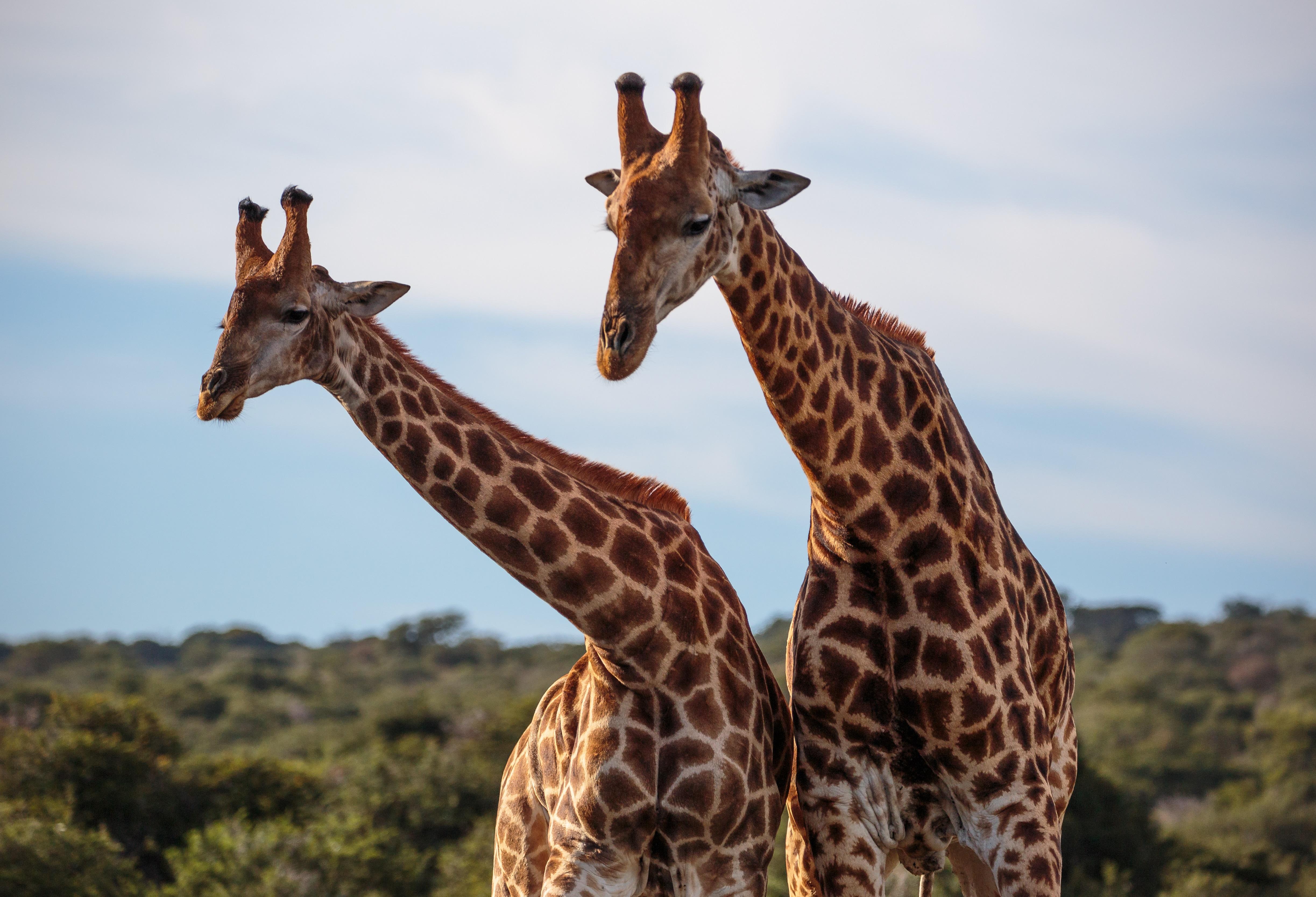 Hlosi Game Lodge - Amakhala Game Reserve Buyskloof Екстериор снимка