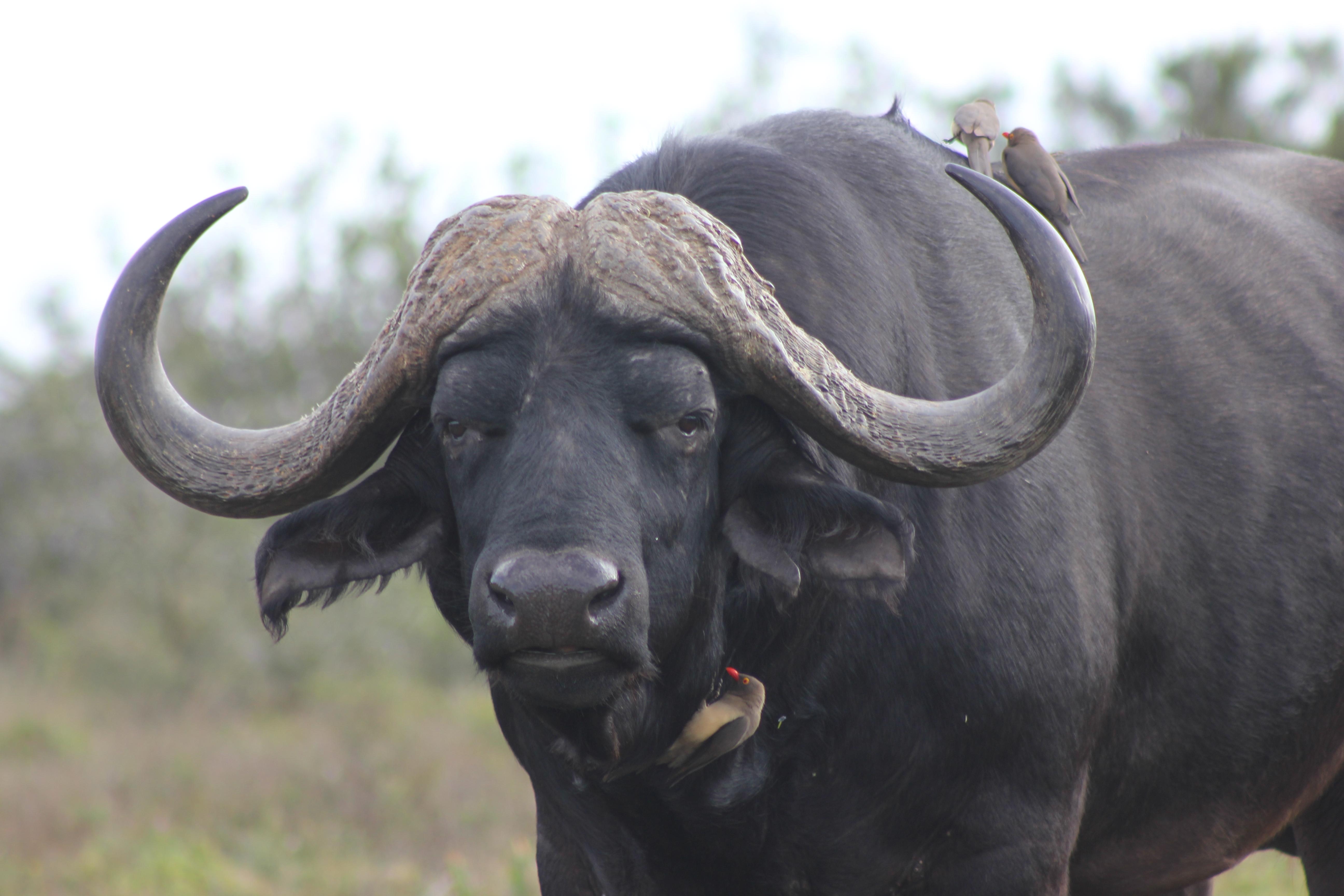 Hlosi Game Lodge - Amakhala Game Reserve Buyskloof Екстериор снимка