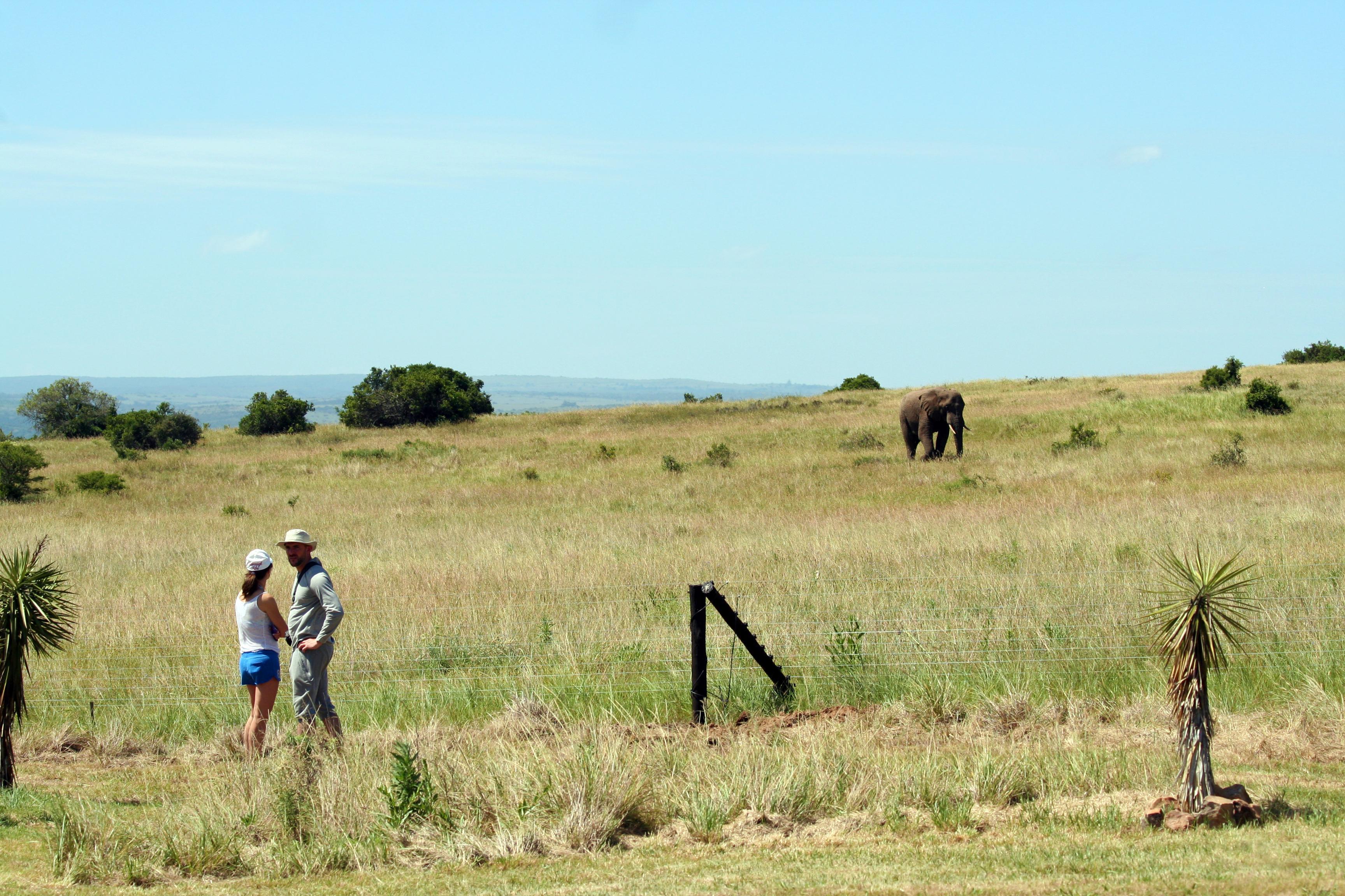 Hlosi Game Lodge - Amakhala Game Reserve Buyskloof Екстериор снимка