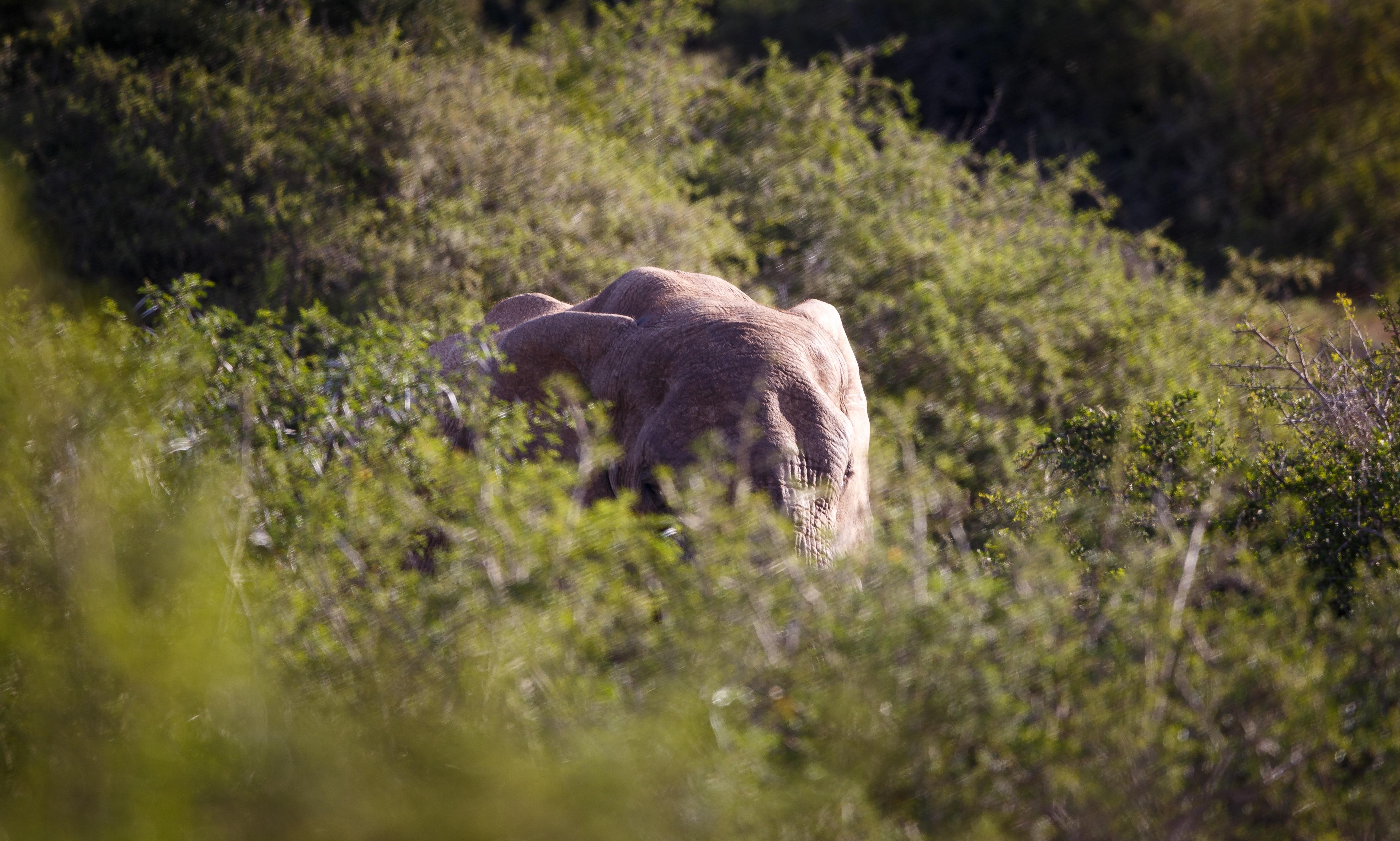 Hlosi Game Lodge - Amakhala Game Reserve Buyskloof Екстериор снимка