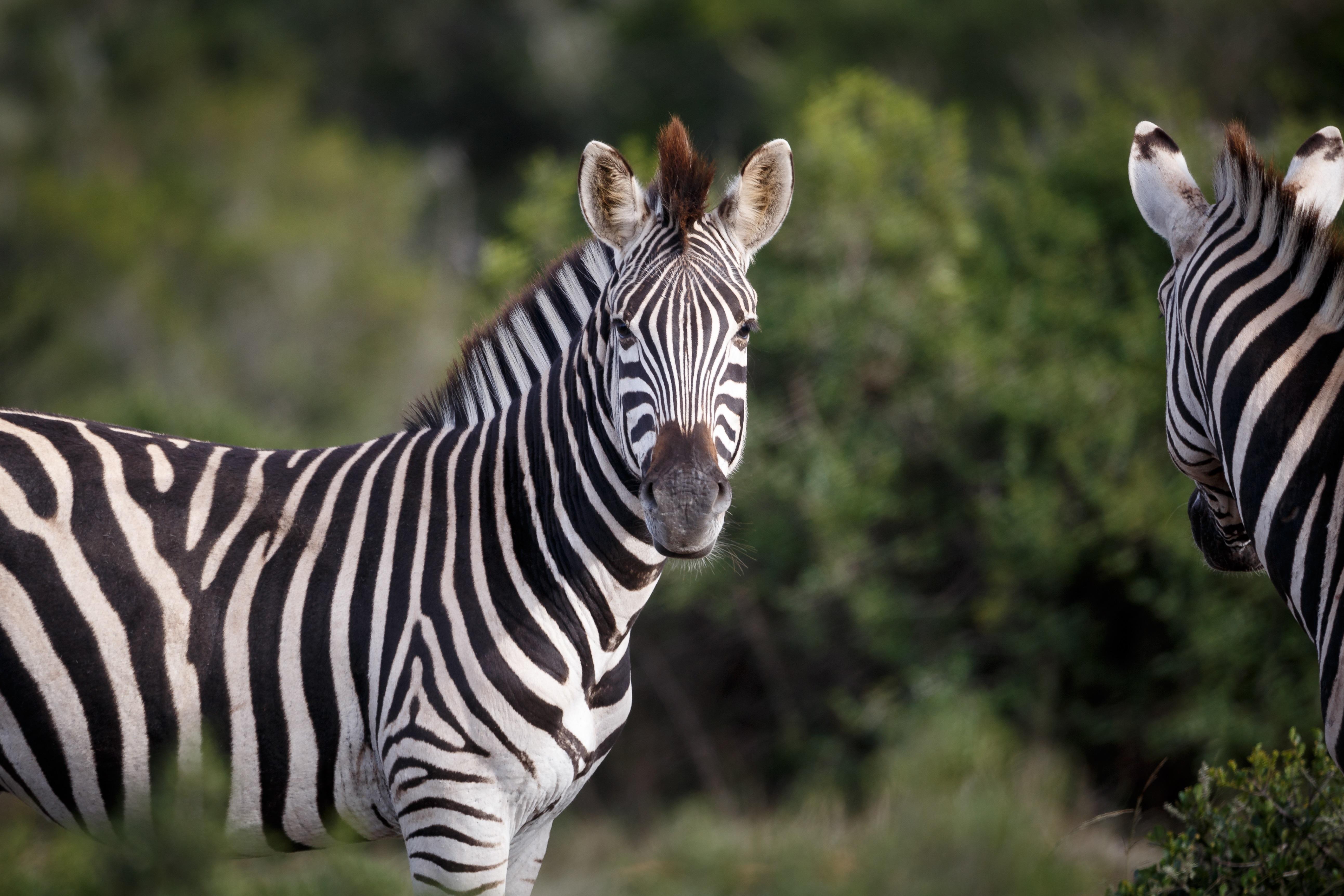 Hlosi Game Lodge - Amakhala Game Reserve Buyskloof Екстериор снимка