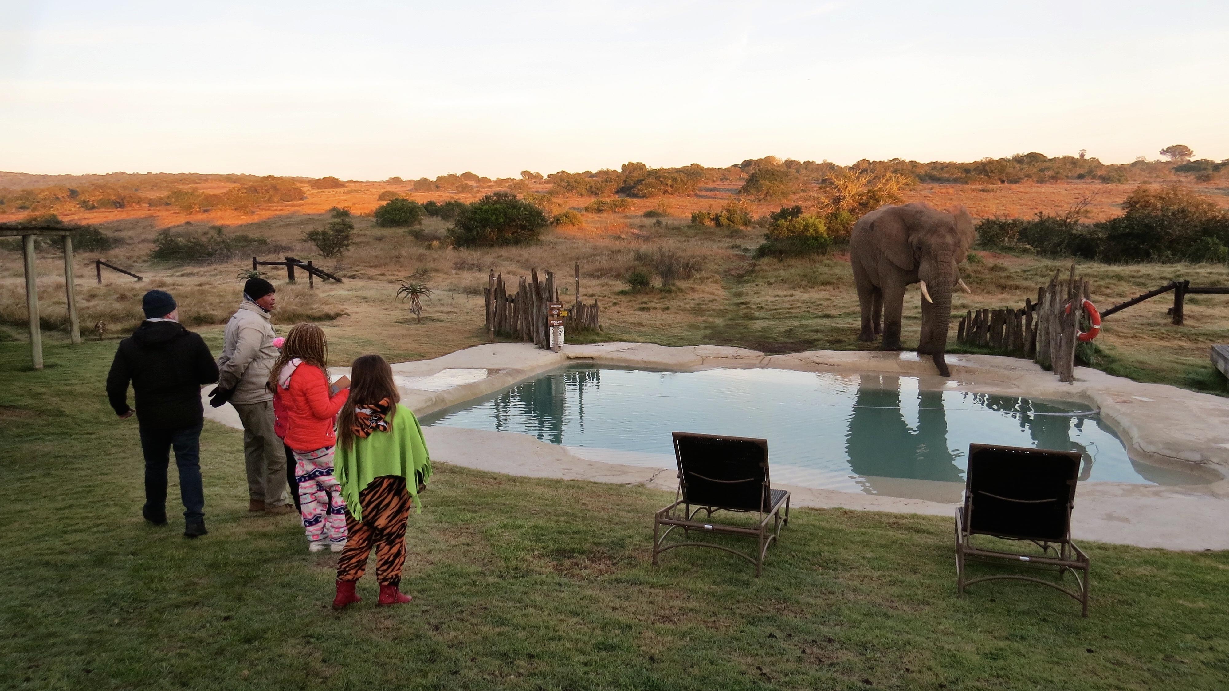 Hlosi Game Lodge - Amakhala Game Reserve Buyskloof Екстериор снимка