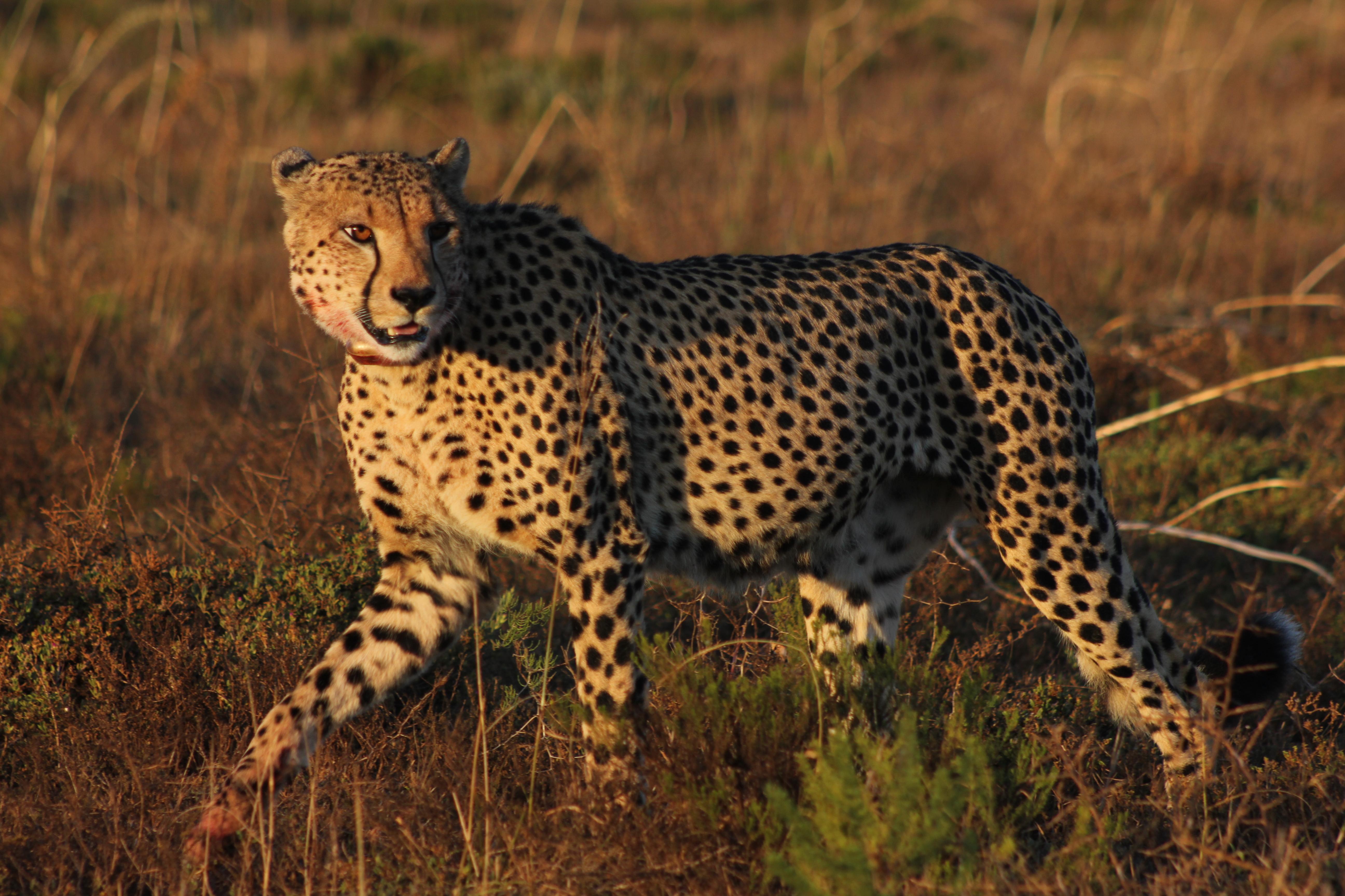 Hlosi Game Lodge - Amakhala Game Reserve Buyskloof Екстериор снимка