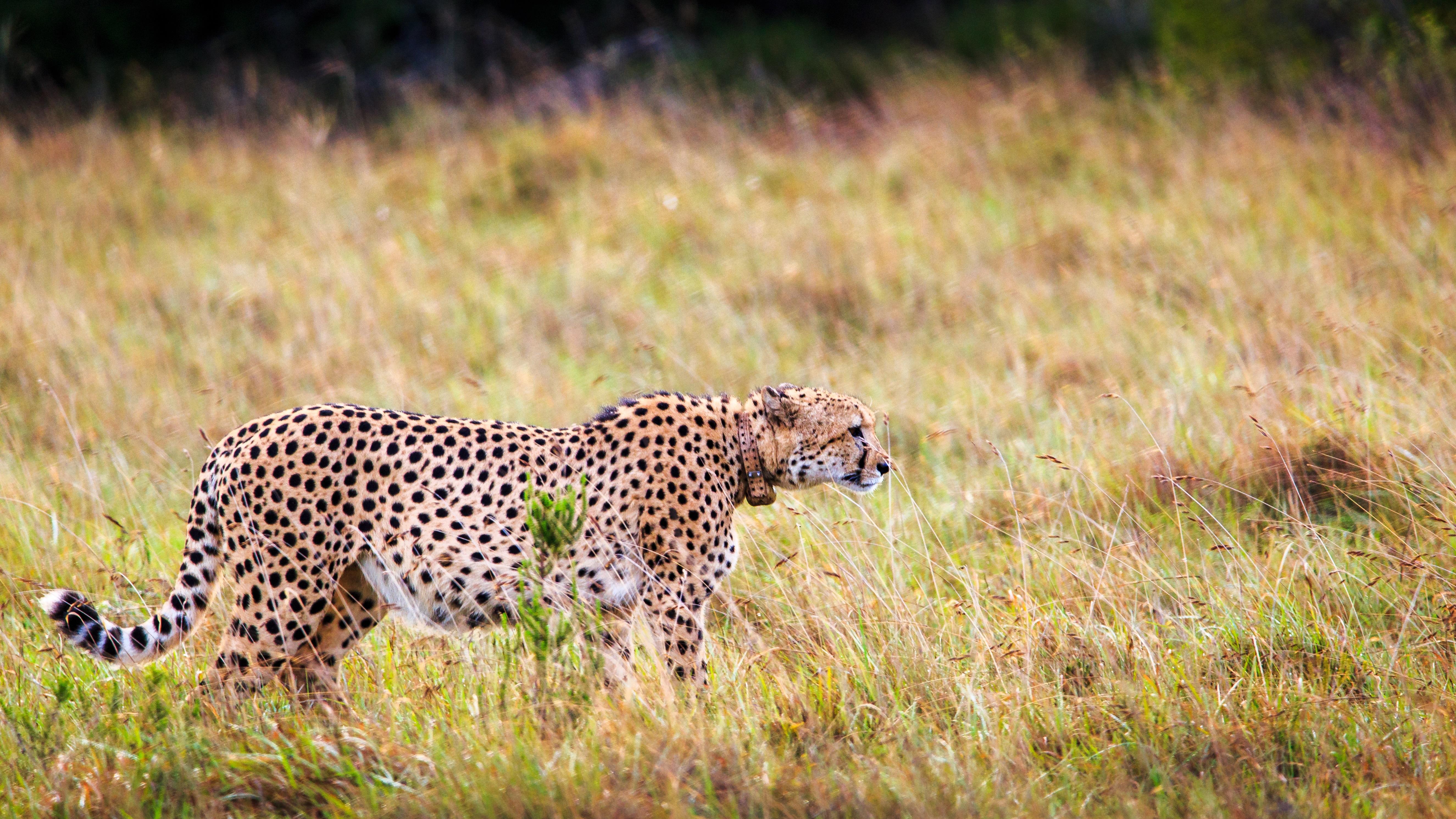 Hlosi Game Lodge - Amakhala Game Reserve Buyskloof Екстериор снимка