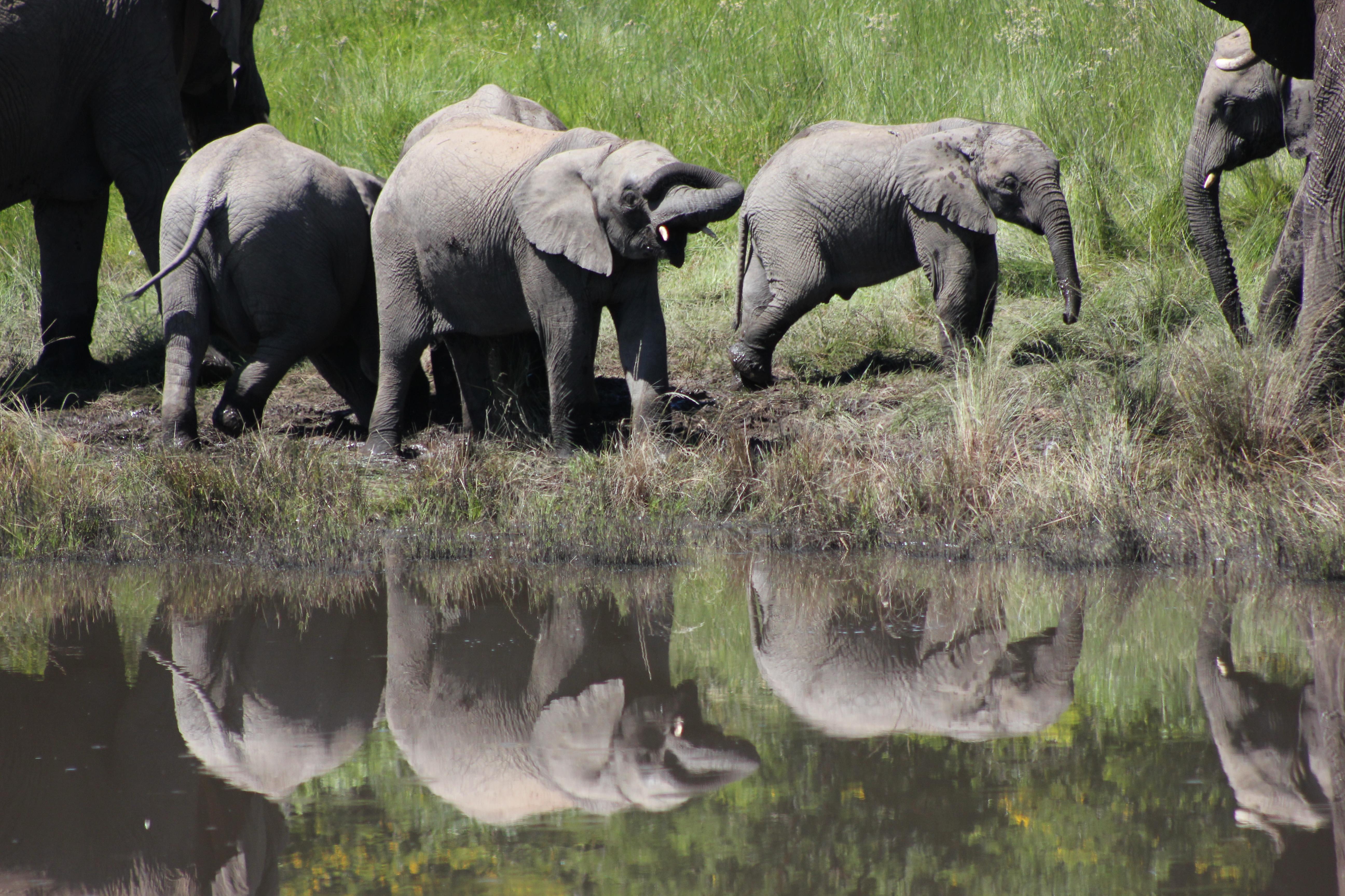 Hlosi Game Lodge - Amakhala Game Reserve Buyskloof Екстериор снимка