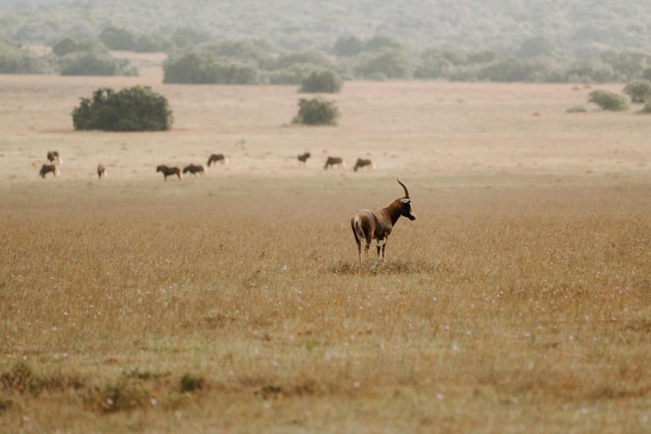 Hlosi Game Lodge - Amakhala Game Reserve Buyskloof Екстериор снимка