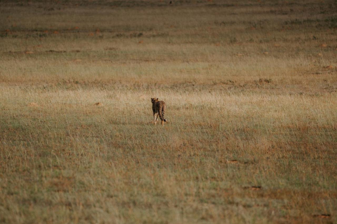 Hlosi Game Lodge - Amakhala Game Reserve Buyskloof Екстериор снимка