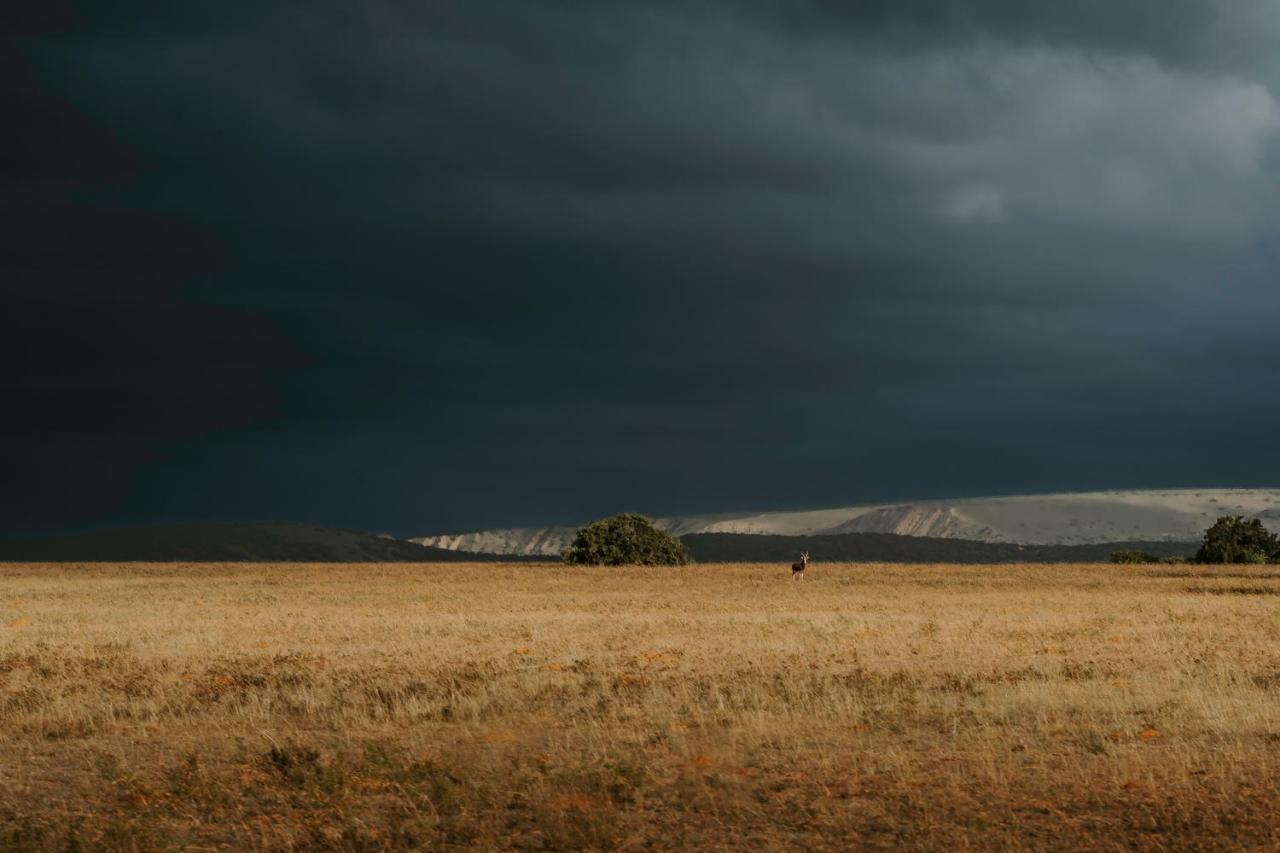 Hlosi Game Lodge - Amakhala Game Reserve Buyskloof Екстериор снимка