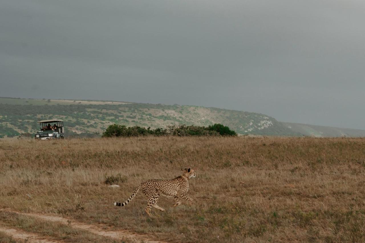 Hlosi Game Lodge - Amakhala Game Reserve Buyskloof Екстериор снимка