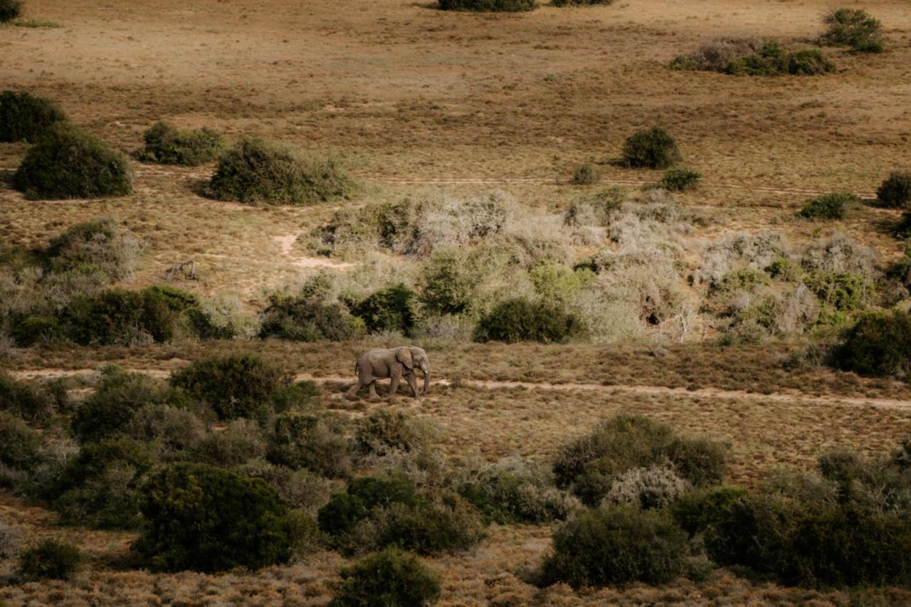 Hlosi Game Lodge - Amakhala Game Reserve Buyskloof Екстериор снимка