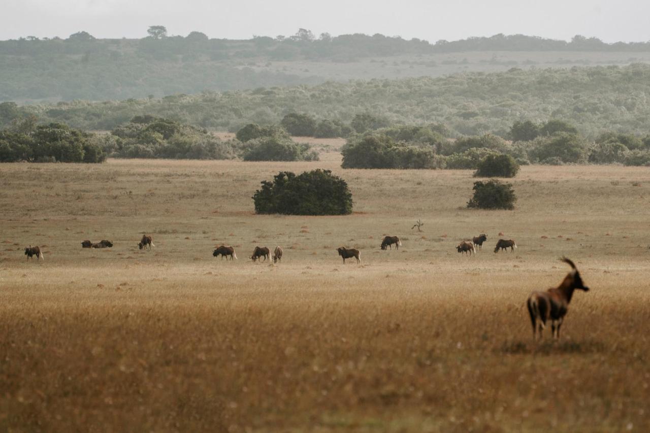 Hlosi Game Lodge - Amakhala Game Reserve Buyskloof Екстериор снимка