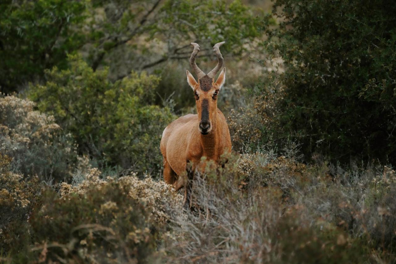 Hlosi Game Lodge - Amakhala Game Reserve Buyskloof Екстериор снимка