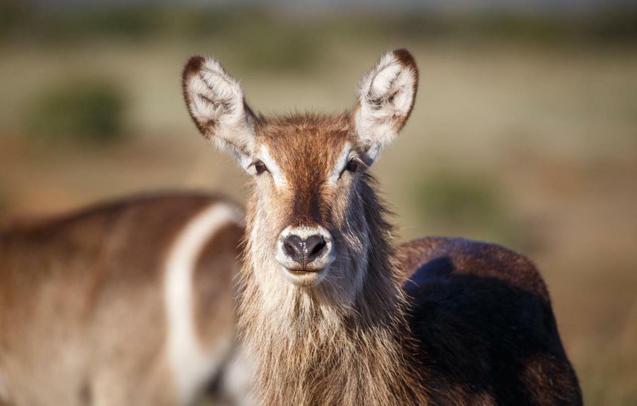 Hlosi Game Lodge - Amakhala Game Reserve Buyskloof Екстериор снимка