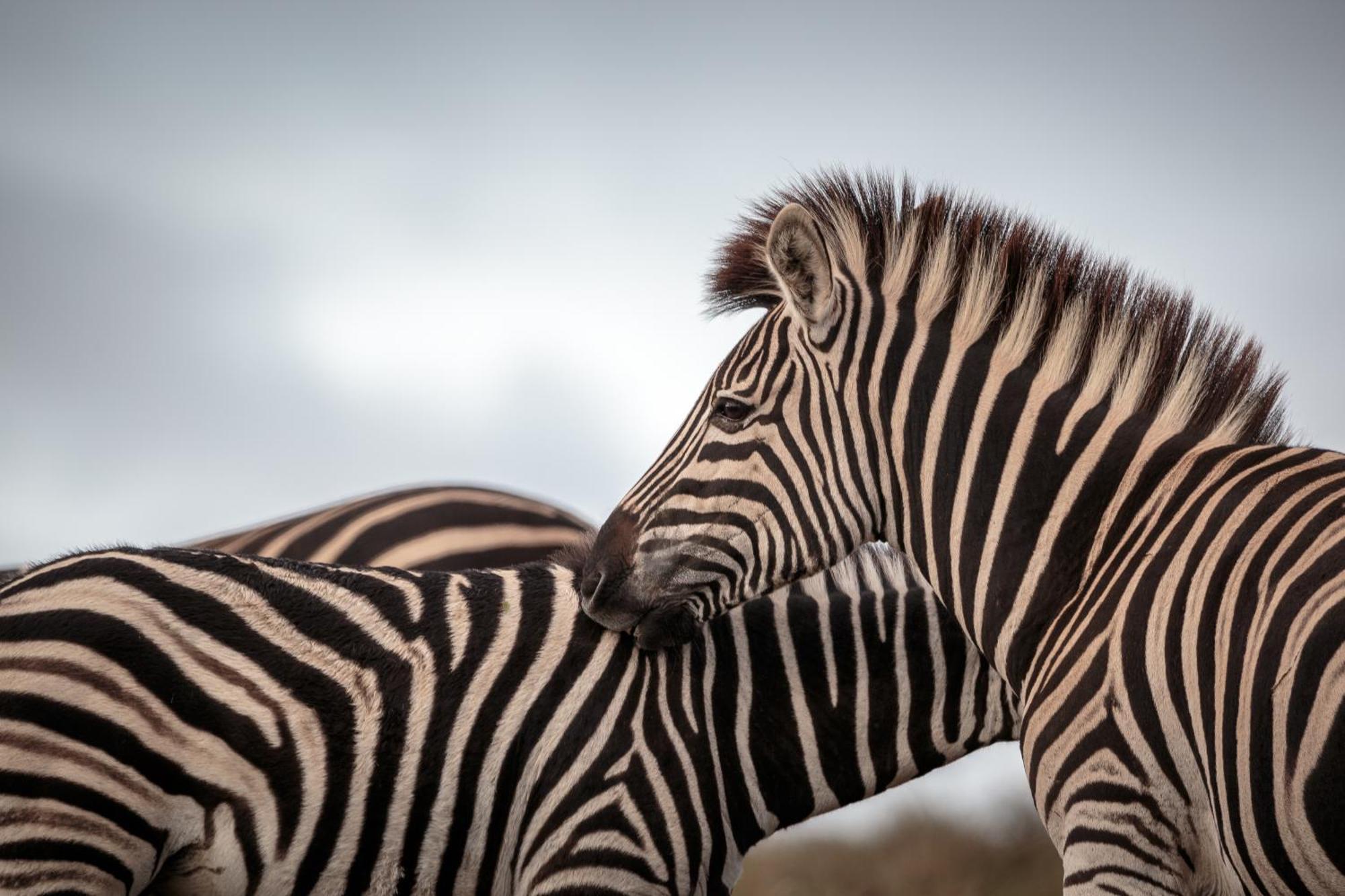 Hlosi Game Lodge - Amakhala Game Reserve Buyskloof Екстериор снимка